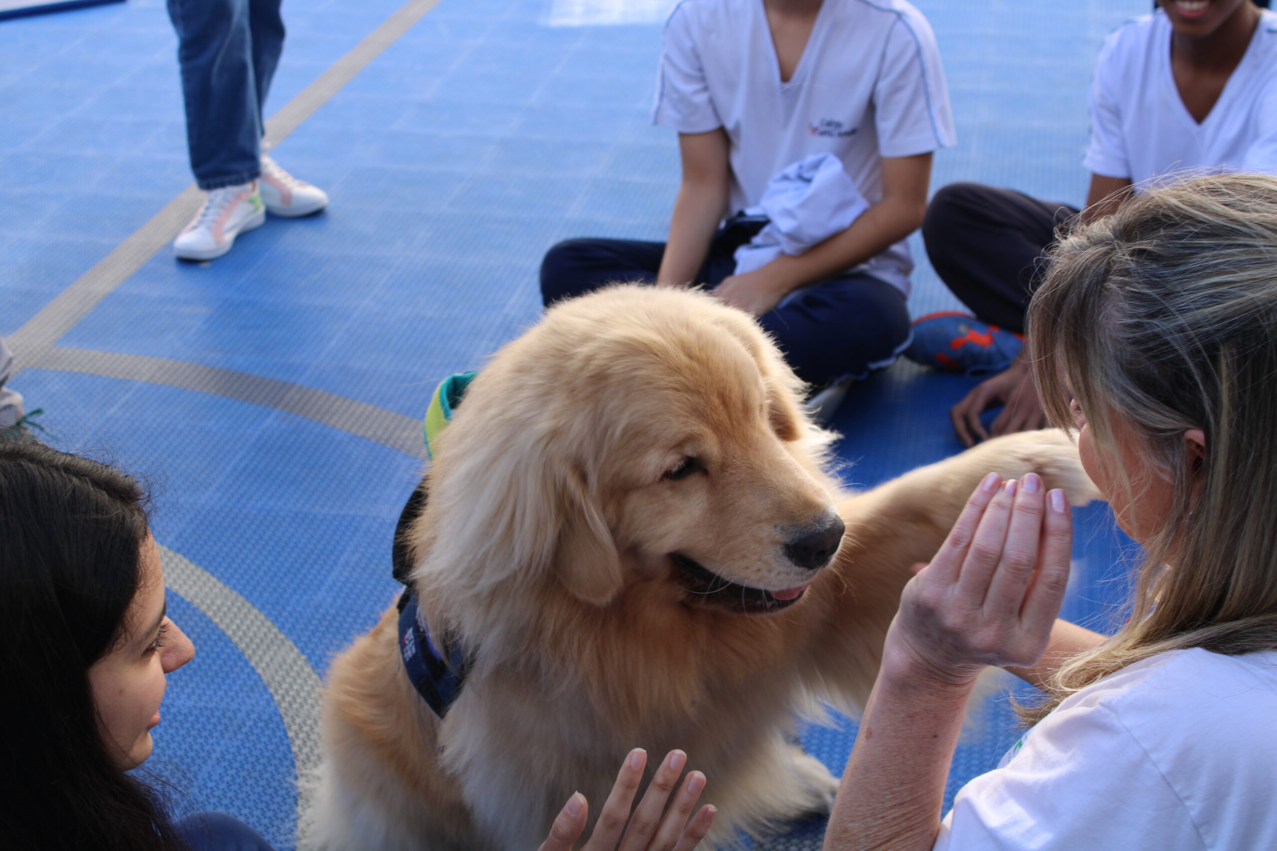 ONG oferece terapia com cães na véspera de provas para os alunos do Colégio Santa Amália.