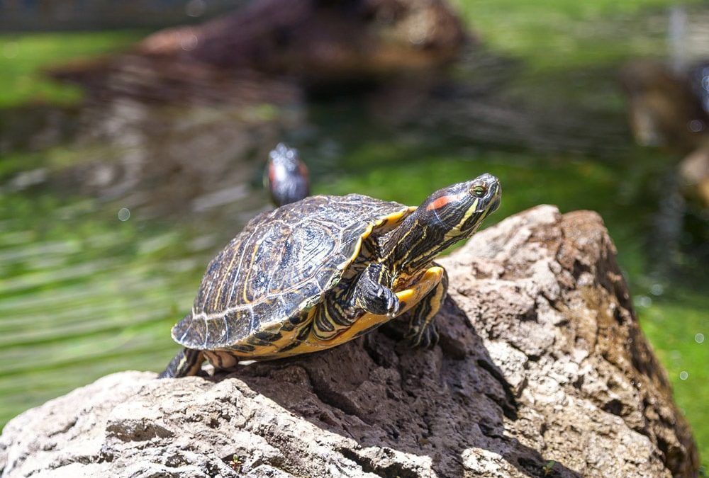 Dia Internacional da Alfabetização: O direito universal e poder de contar sua história