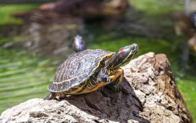 Dia Internacional da Alfabetização: O direito universal e poder de contar sua história